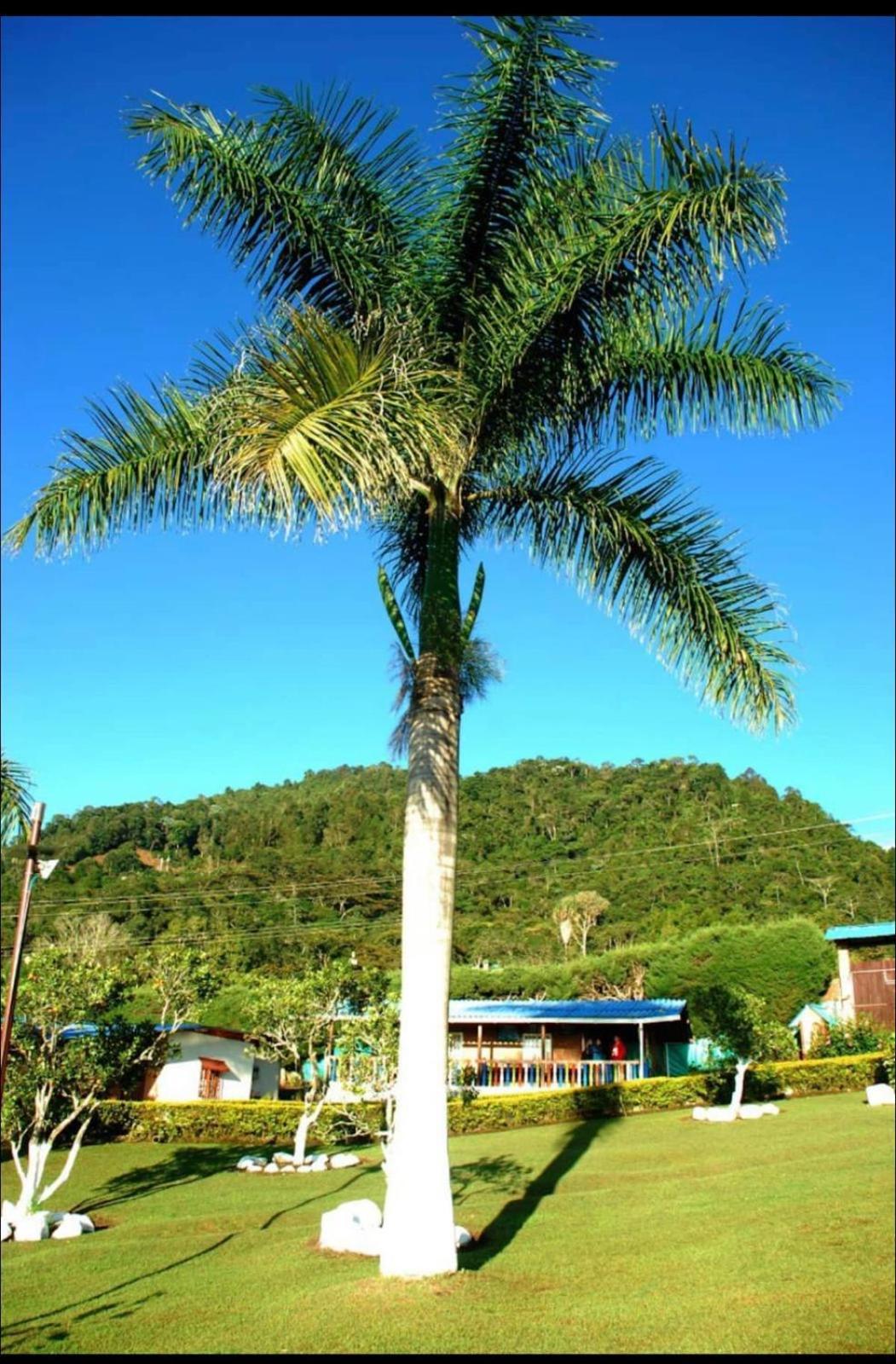 Guadalupe Calima